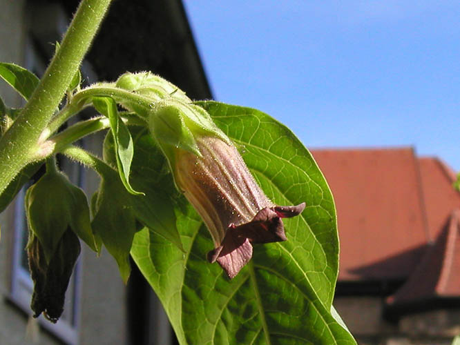  Tollkirsche - Atropa belladonna 