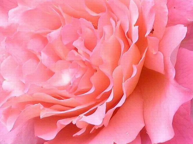  Rose - Rosa "Westerland" 