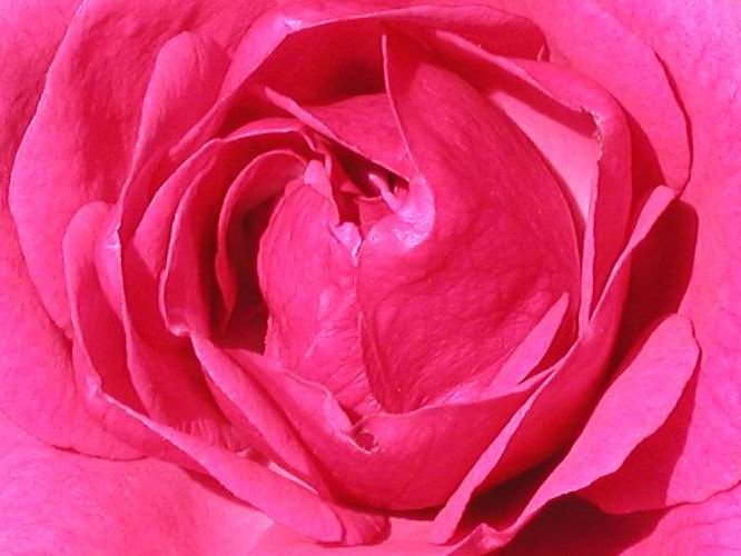  Rose - Rosa "Elmshorn" 