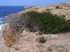  Phoenizischer Wacholder - Juniperus phoenicea 