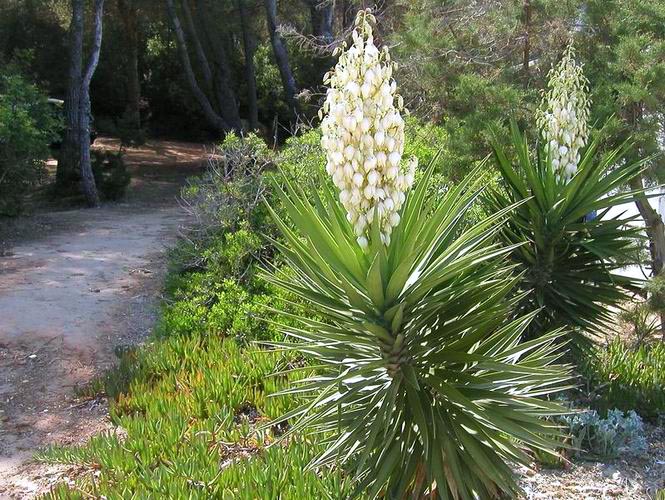  Palmlilie - Yucca spec. 