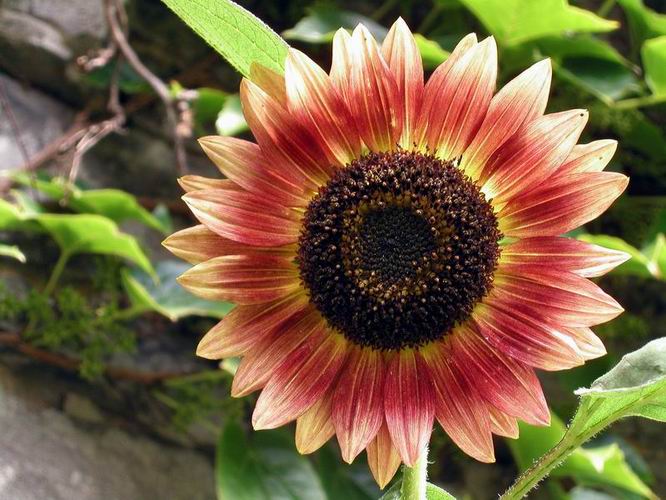  Sonnenblume - Helianthus annuus 