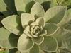  Großblütige Königskerze - Verbascum densiflorum 