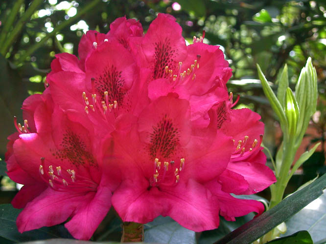  Rhododendron - Rhododendron spec. 