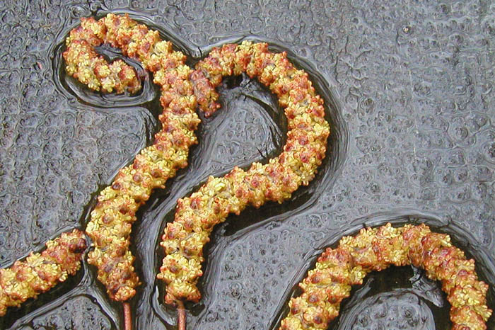  Gemeine Hasel - Corylus avellana 